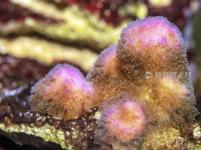粉色Pocillopora, SPS珊瑚